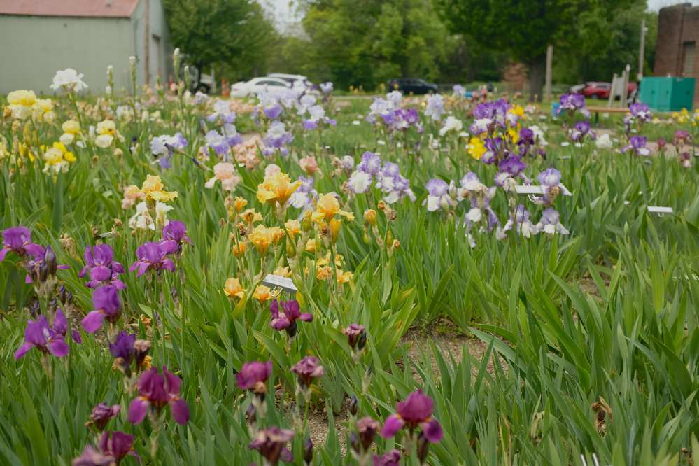 A vibrant garden scene displays a variety of colorful irises in full bloom.