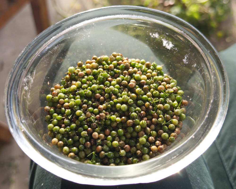 A glass bowl filled with green and light brown peppercorns is being held up, with natural light shining on them.