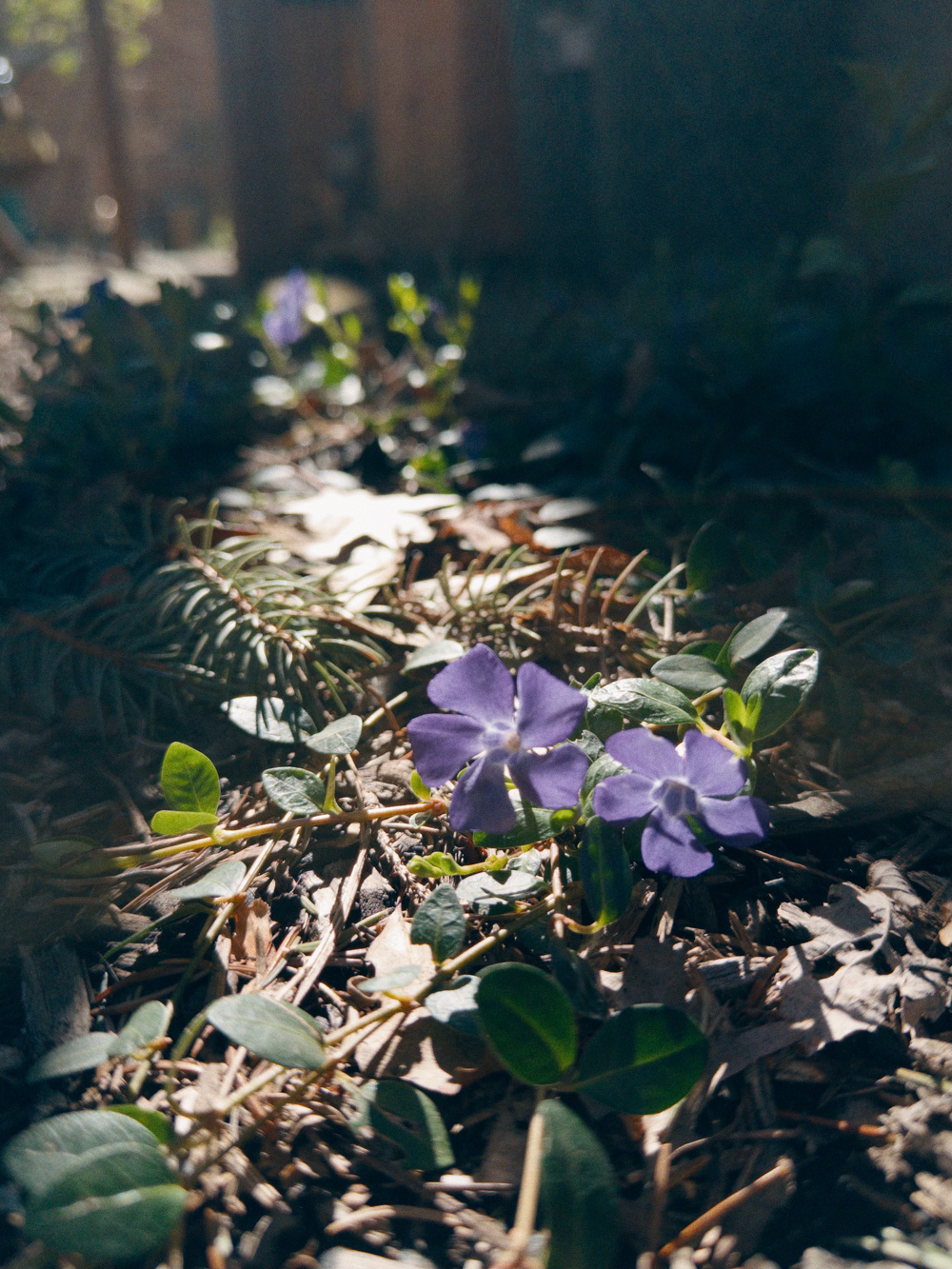 Purple flowers with green leaves grow amidst mulch and dappled sunlight in a garden setting.