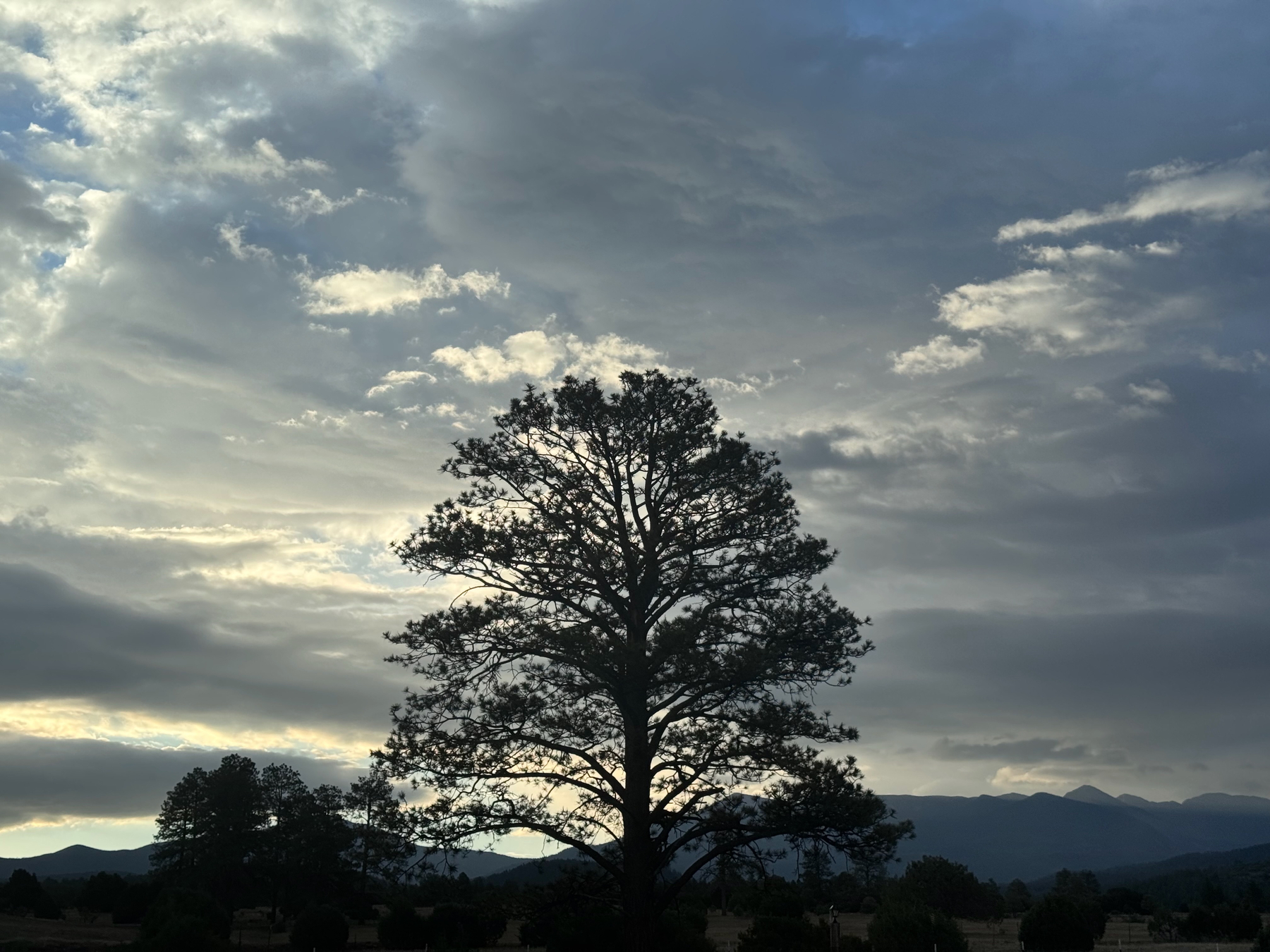 Dawn clouds, shredded and torn, backlit Douglas Fir.