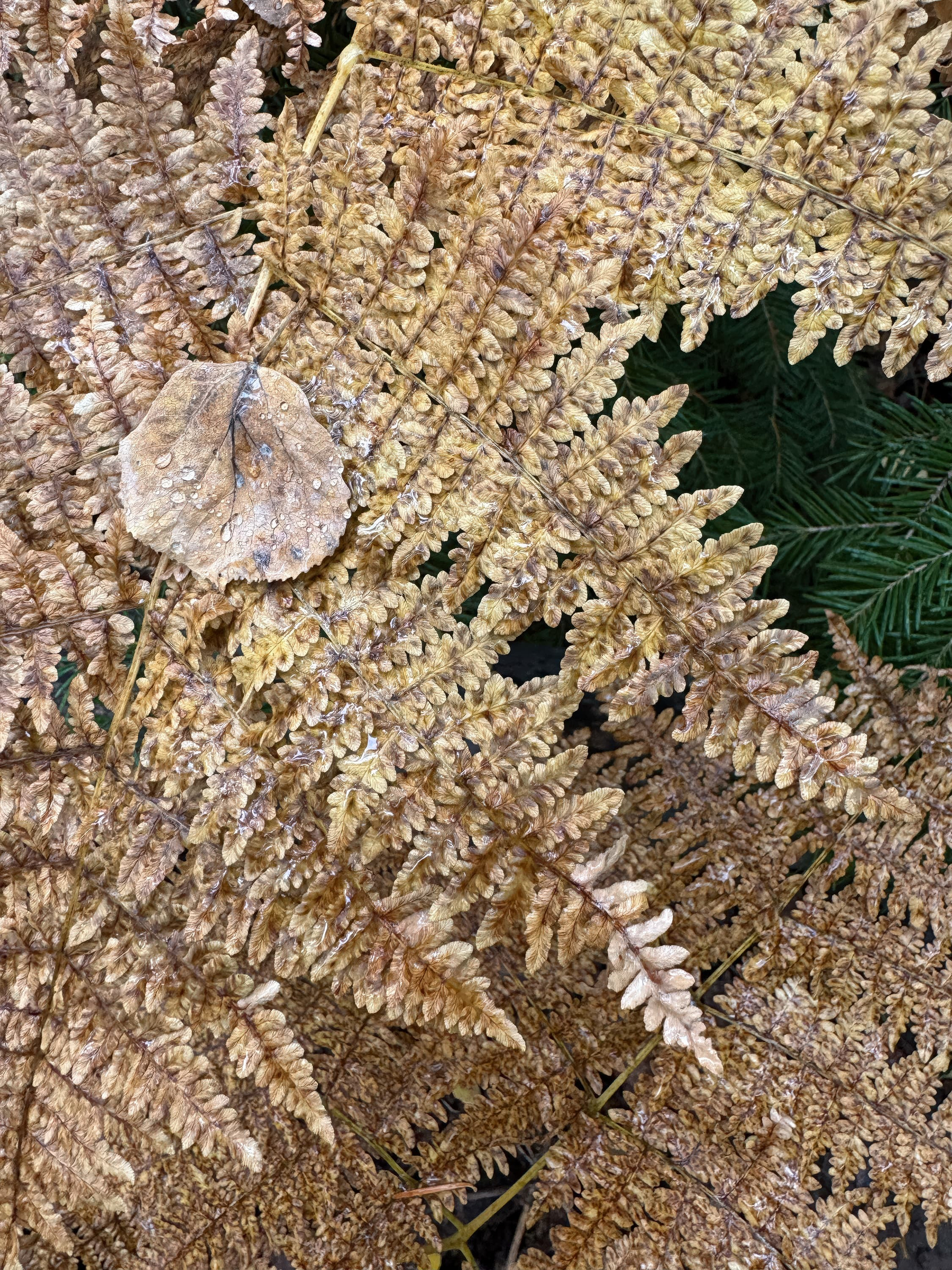 Brown aspen leaf with water droplets atop a fern frond. The color is brown, because of the excessive heat of the summer.