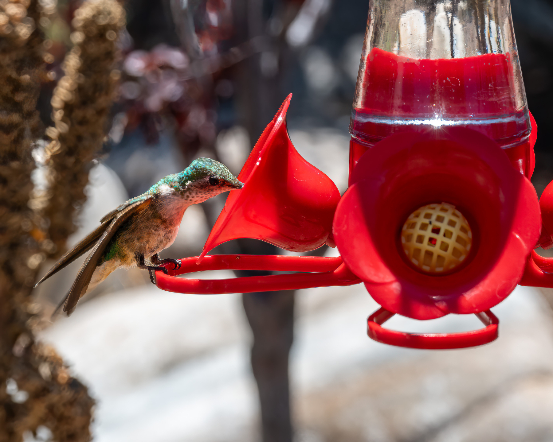 Young female Broad Tailed Hummingbird at feeder, throat swollen in mid-gulp. Good feather detail.