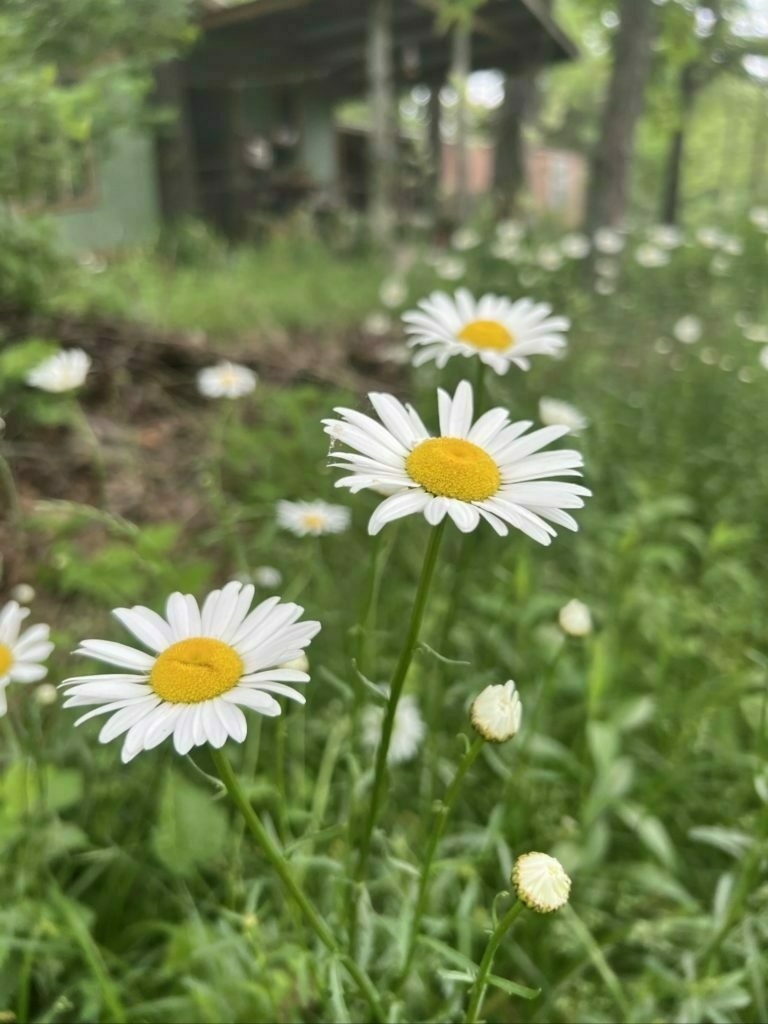 Several wild white daisies with yellow centers in foreground, background is more daisies, green foliage and a blurred tiny house.