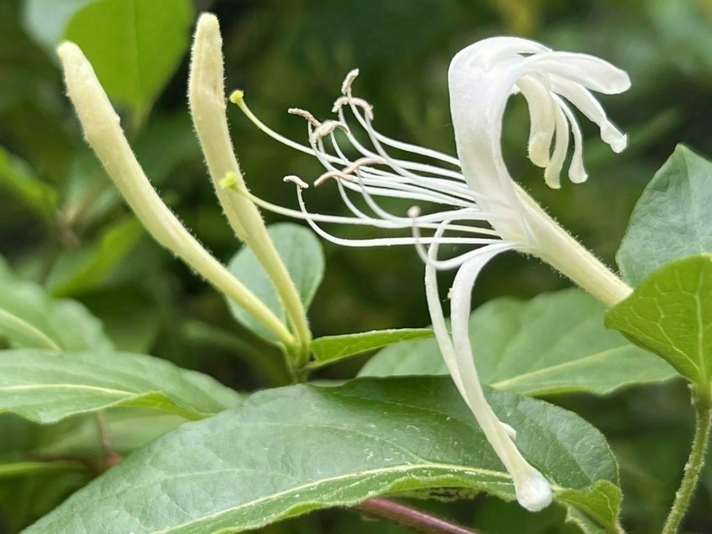White honeysuckle flower set against green foliage background