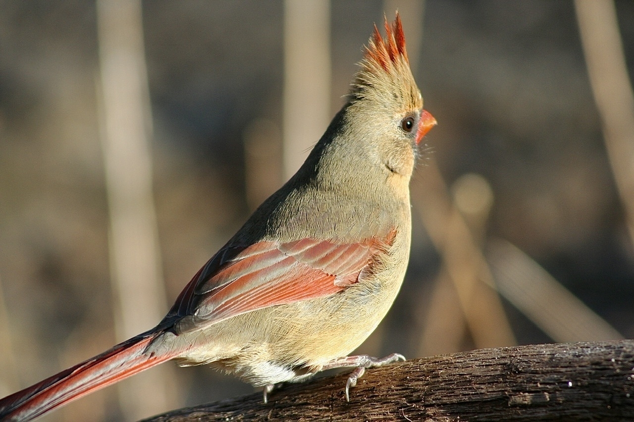 A tan-gray bird with reddish orange highlights on the wing tail and tuft of feathers on top of her head, sitting on a branch set against a blurred, brownish, winter background