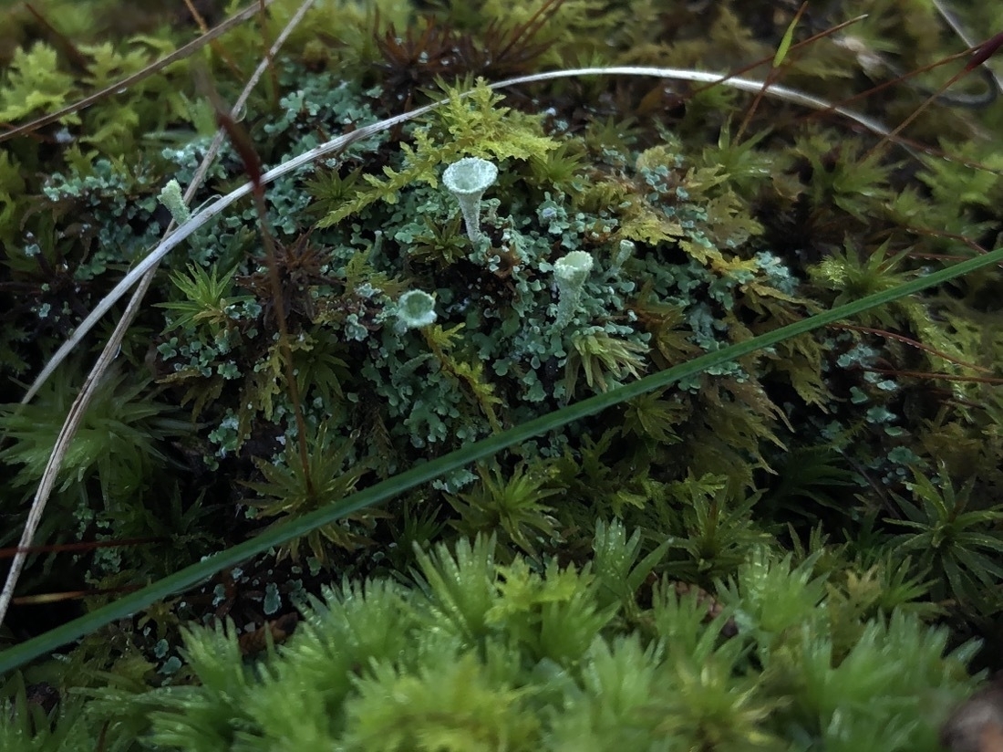 A mix of moss and lichen, with small funnel cups growing out of the lichen