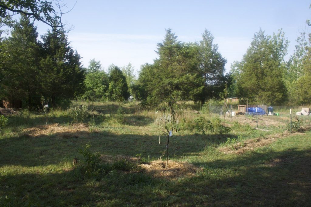 Forest garden and orchard