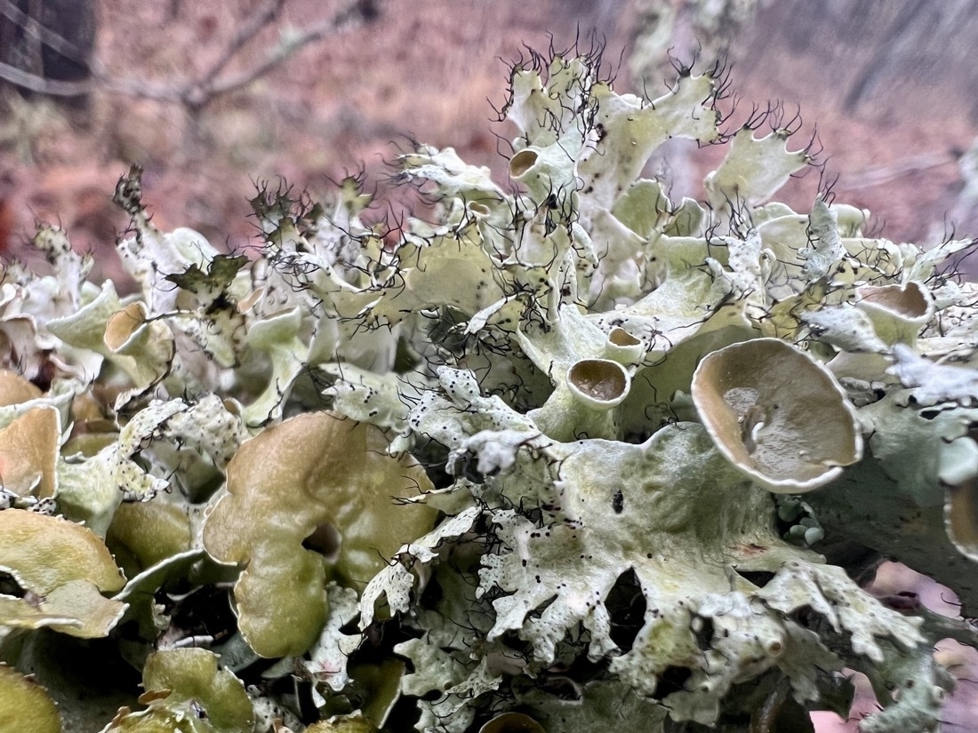 Various green colors of lichen growth that include small broad cups. Black hairs seem to grow out from the lichen.