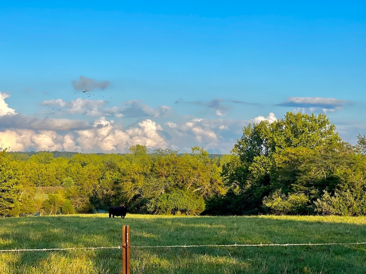 Green pasture with a black cow in foreground. Further out is a tree covered hill and white clouds in a blue sky