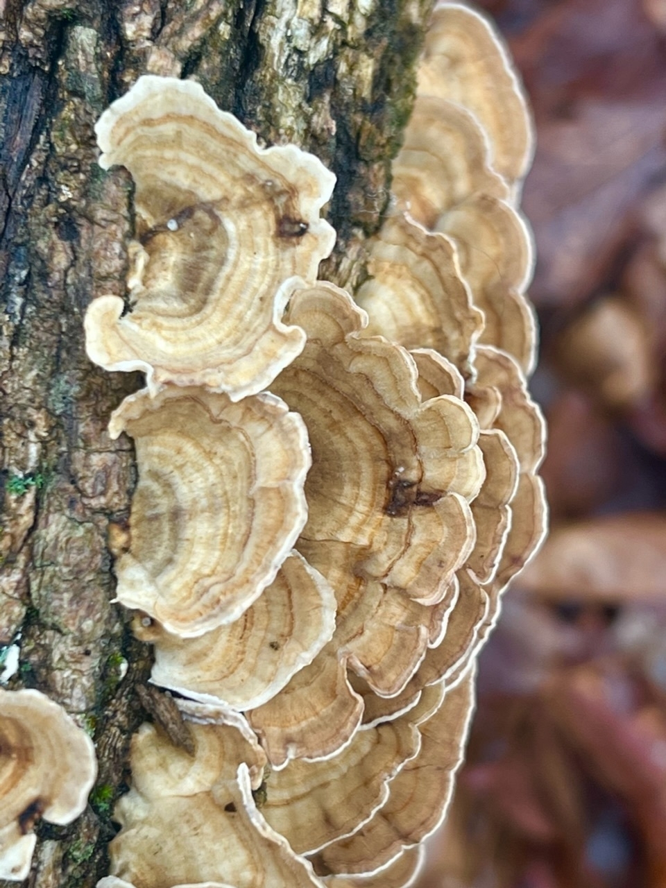 Creamy colored fungi grow on a tree