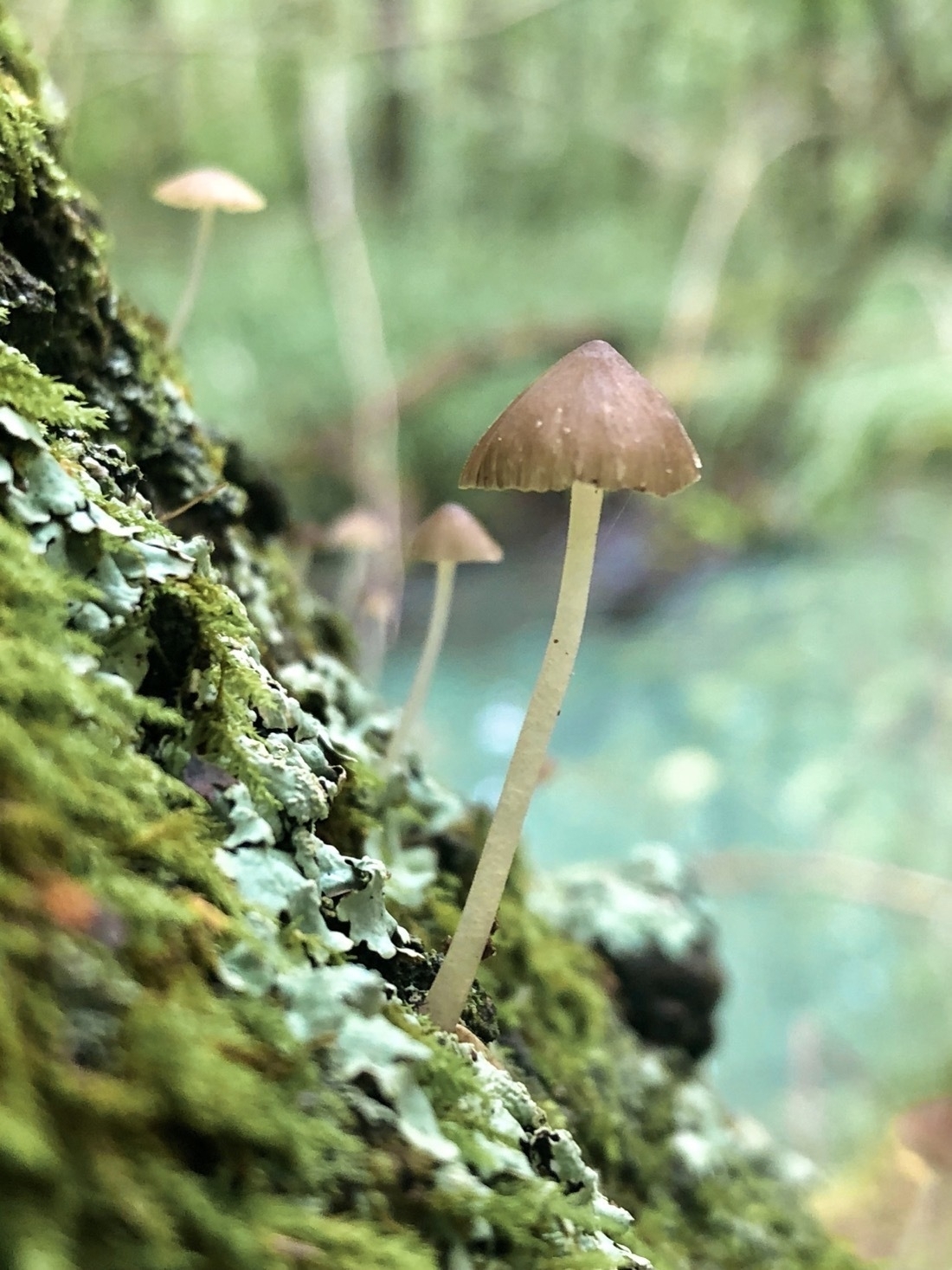 Cream colored mushrooms growing from the side of a moss covered surface