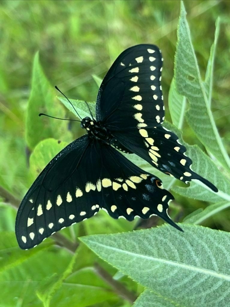 A black swallowtail butterfly perches on a plant with wings open, yellow spots along the outer edges of the wings. Green foliage surrounds the butterfly.