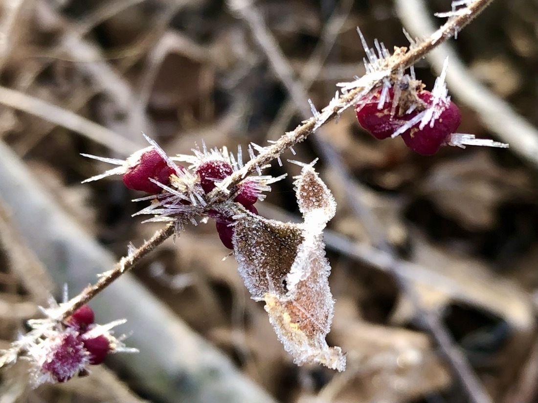 Ice crystals appear to be thorns growing out of  red berries and a branch