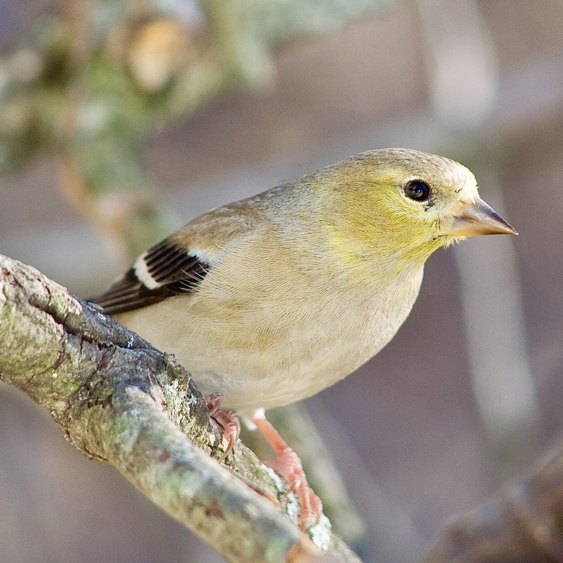 A yellow gray bird perches on a branch set against a blurred winter background
