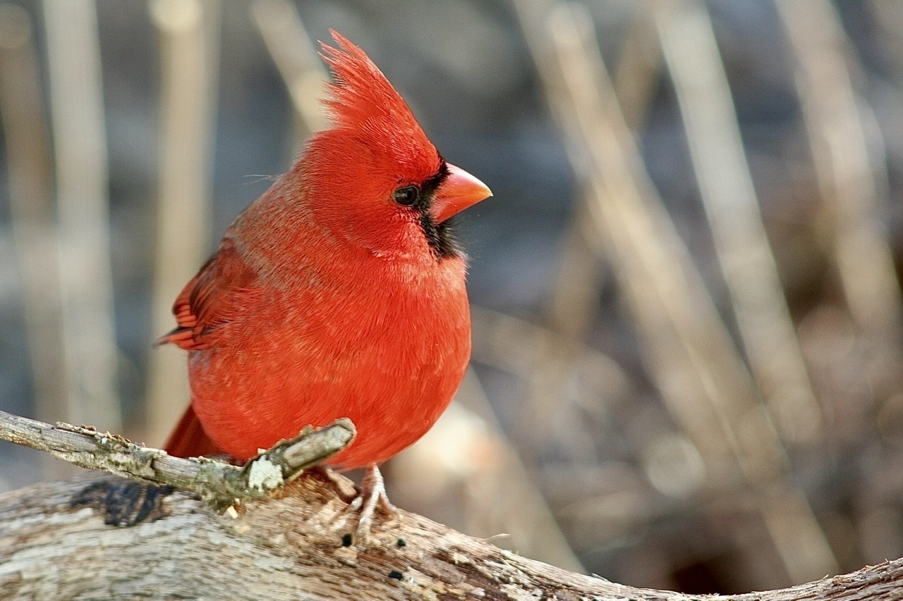 A vibrant, red bird, sitting on a branch set against a blurred, brownish, winter background
