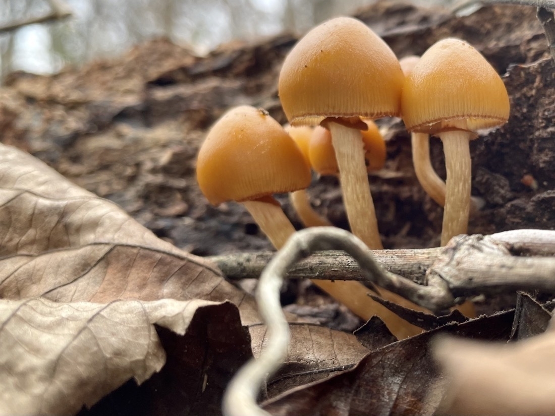 Small orange, capped mushrooms, growing out of decomposing wood. Dead leaves, and twigs also visible in the foreground.