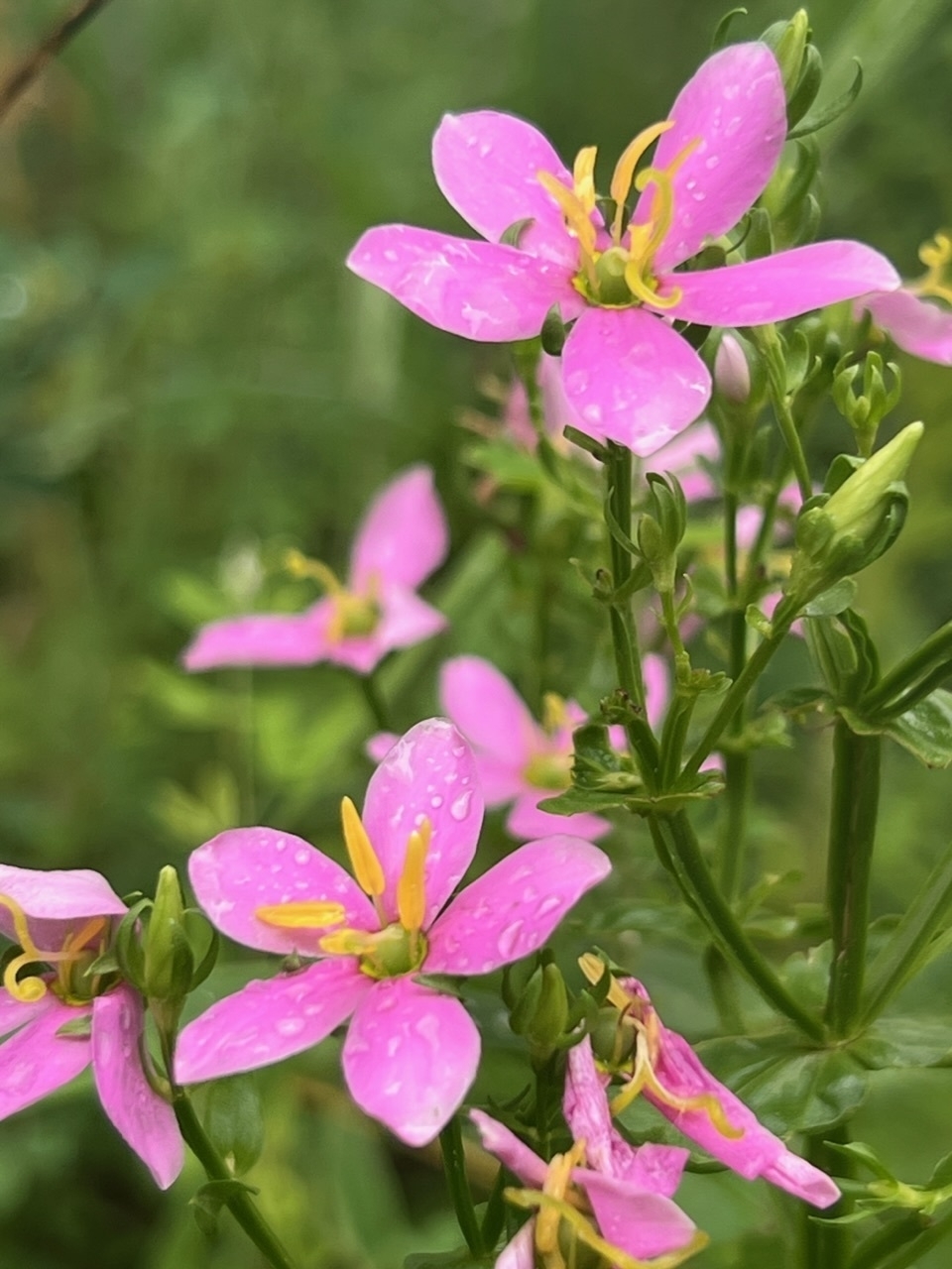 Pink 5 petaled flowers with yellow center