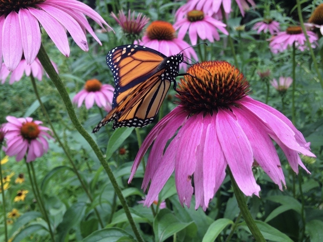 An orange and blackMonarch butterfly gathers necture from purple coneflowers.