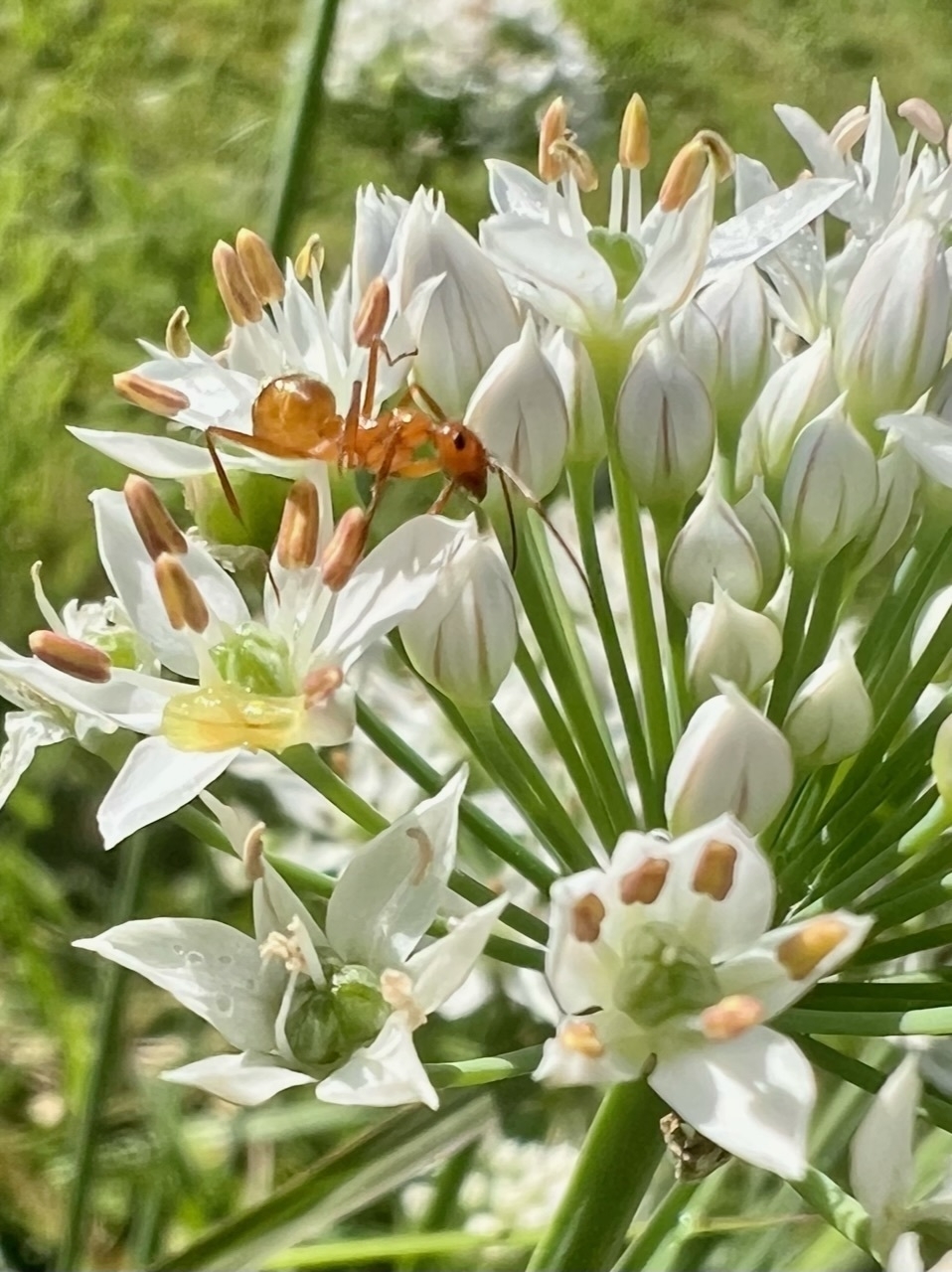 Small read ant on a cluster of small white flowers