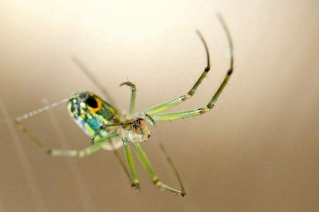 A green legged spider with a green, white, yellow and black abdomen hangs upside down in web.
