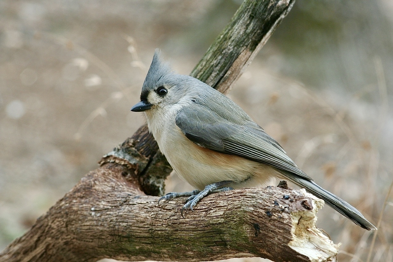 a gray bird with a gray tuft of feathers on its head perching on a brown branch set against a blurred winter background