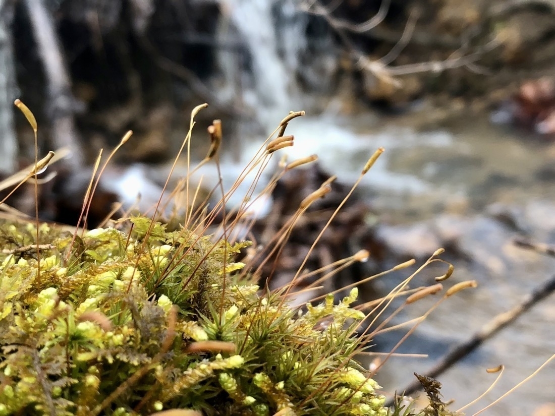 a close-up of a green patch of moss set against a flowing creek in the background