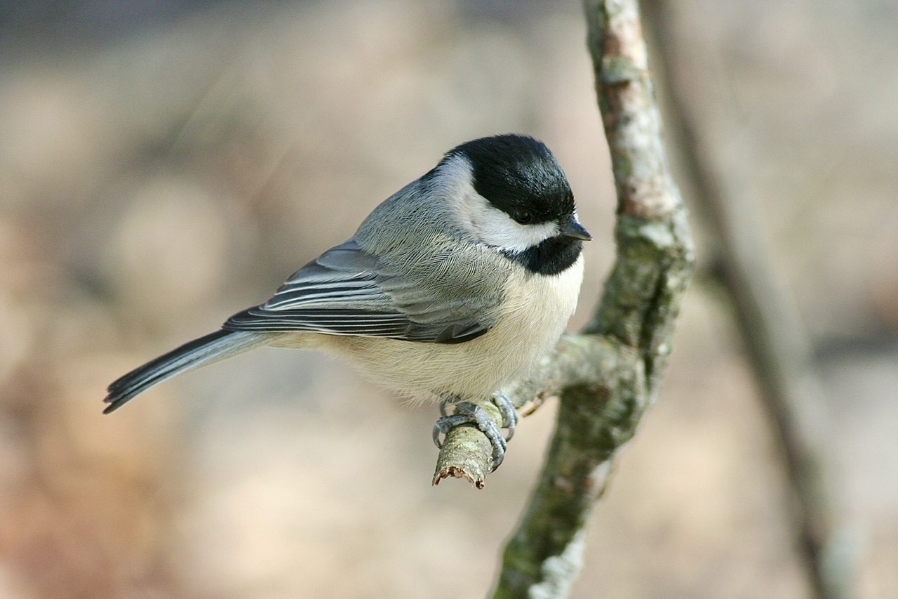 a gray bird with white underbelly with a black cap of feathers and a black chin is perched on a branch against a blurred winter background