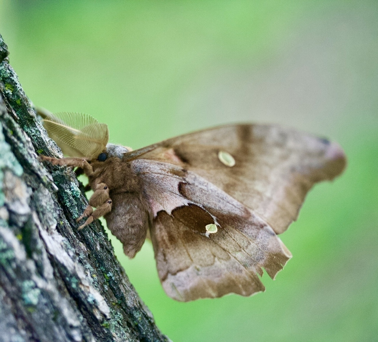 a large brown moth is on a tree the photos take it from the side the moth is very furry