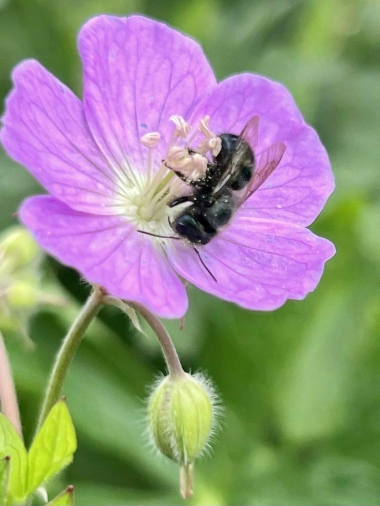 Black bee pollinating a pink flower