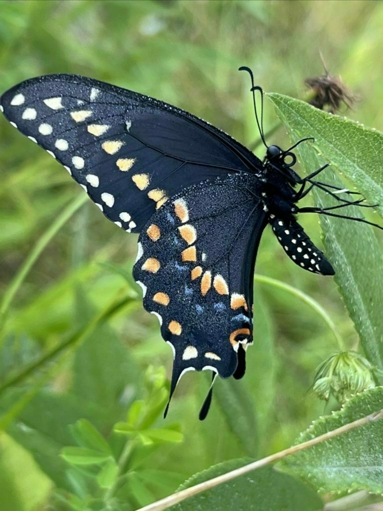 A black swallowtail butterfly hangs on a plant. Photo from side shows yellow, spots on upper wing, orange spots with small edges of blue on lower wing. The dark black abdomen is covered with lines of white spots.