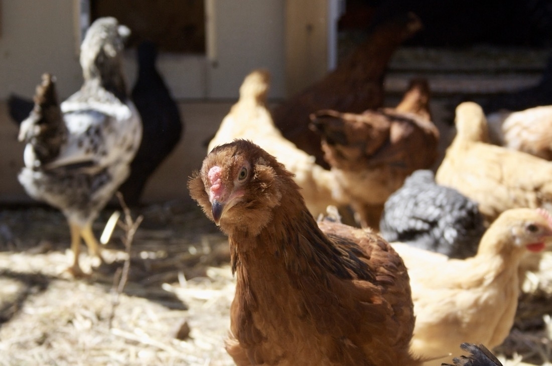 A brown chicken in the foreground and many other chickens in a slightly blurred background