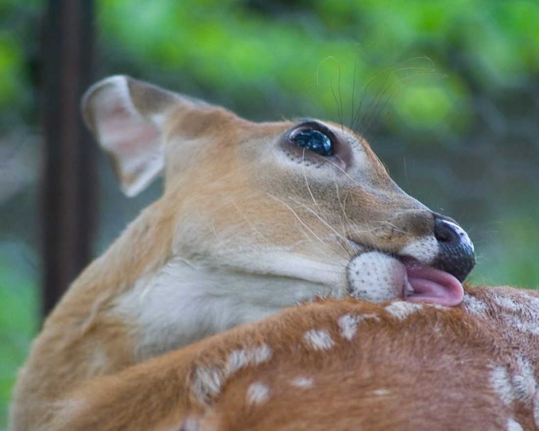 a Whitetail deer cleaning, licking her back