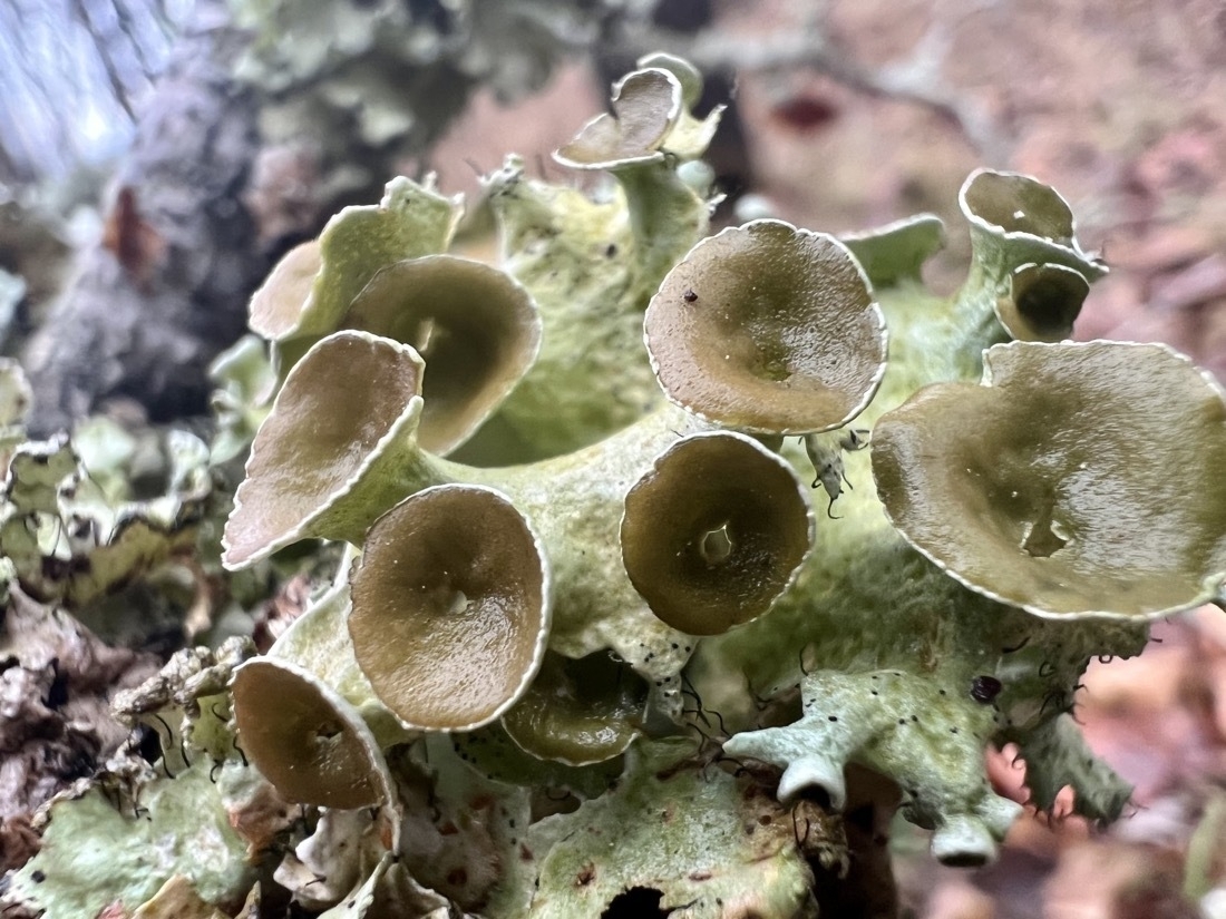 Various green colors of lichen growth that include small broad cups