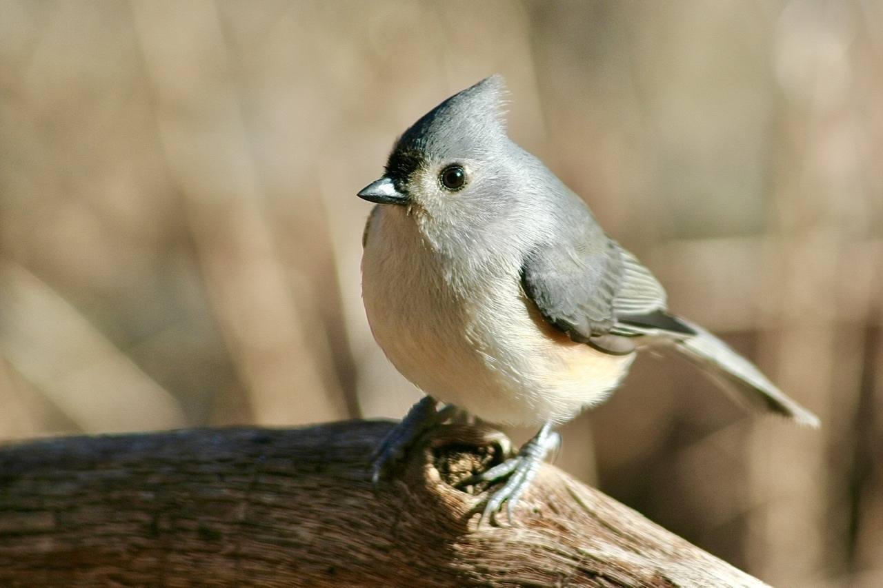 A small gray bird with a creamy white underbelly and black beak perches on a brown branch against a blurred winter landscape
