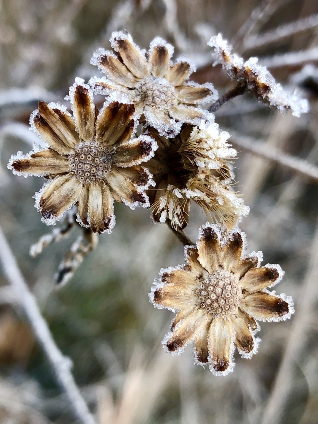 Ice crystals on  the golden brown remains of summer flowers 