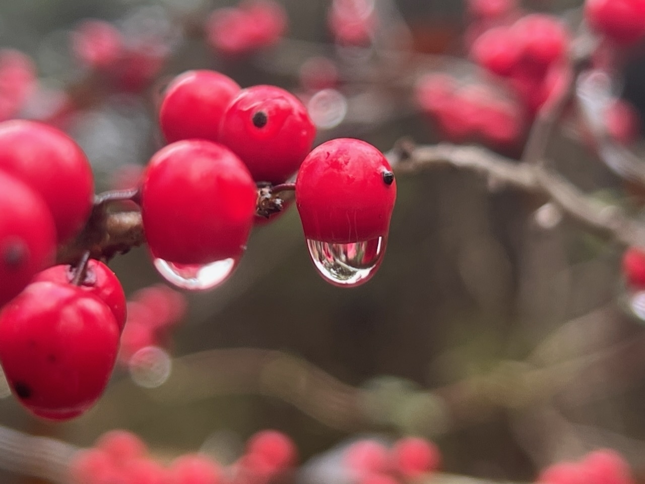 Very small, red, circular berries dripping with dew.