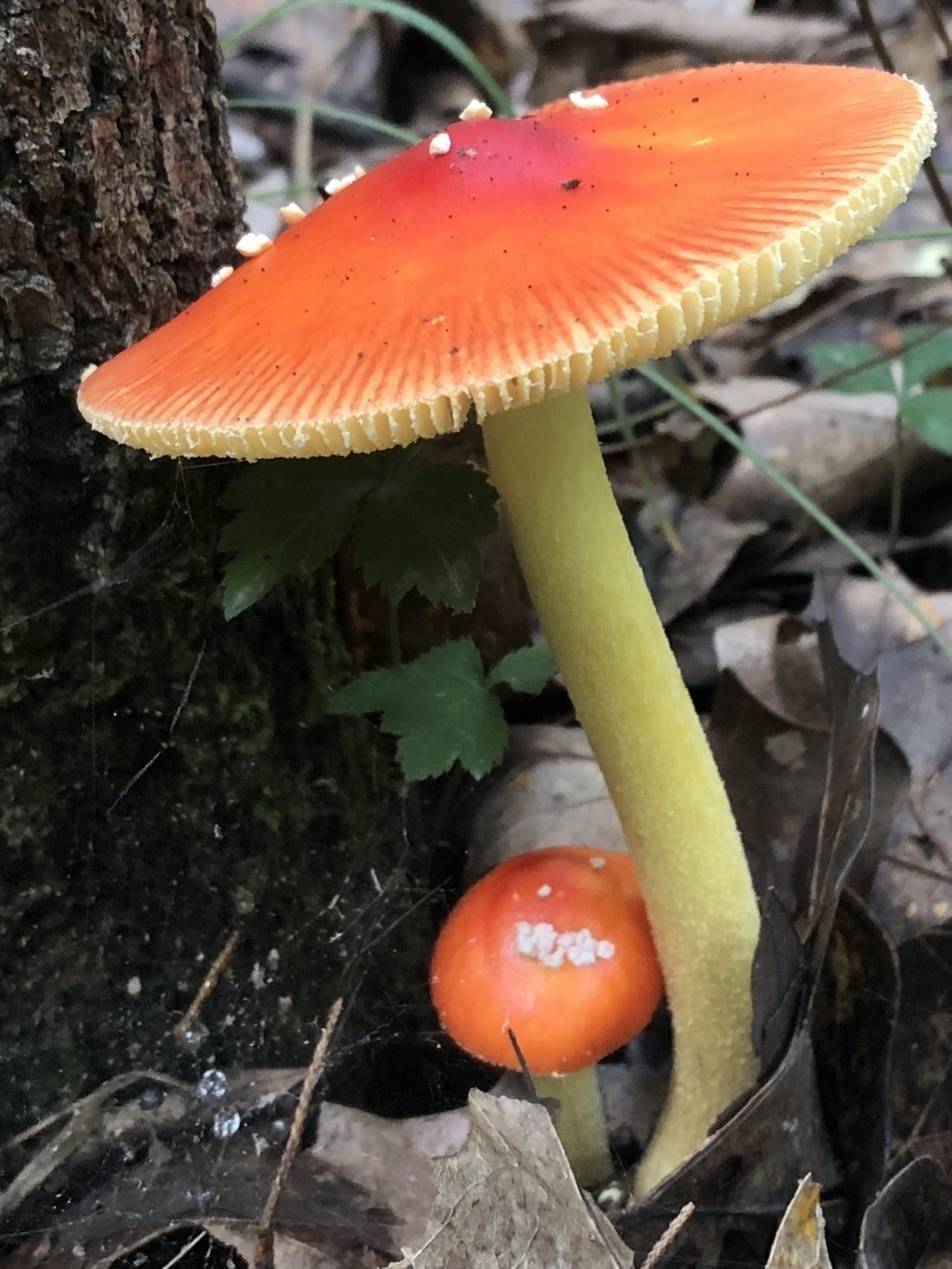 a red mushroom with a white stem growing out of the forest floor￼