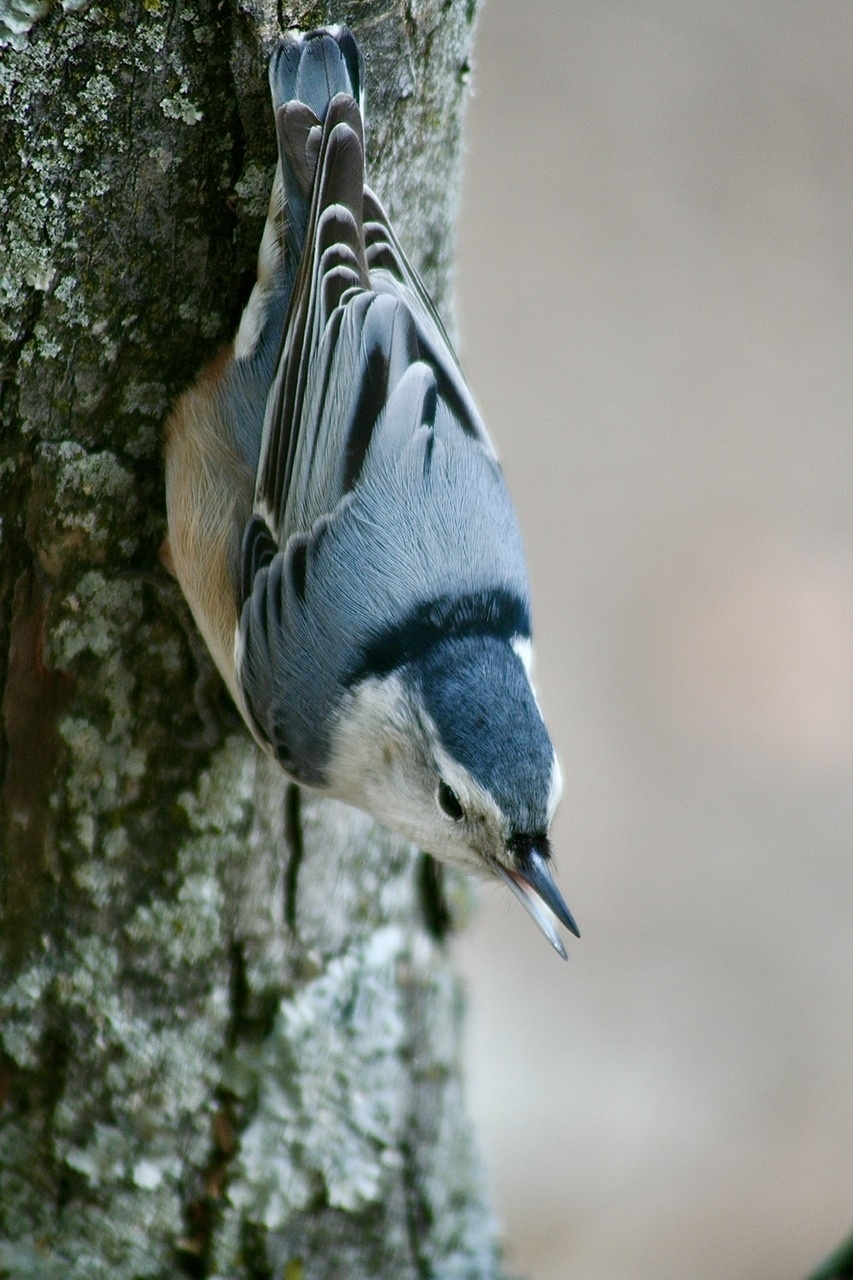 A small gray bird with a white head, a dark blue gray patch along the top of its head. The bird is perched on a tree trunk.