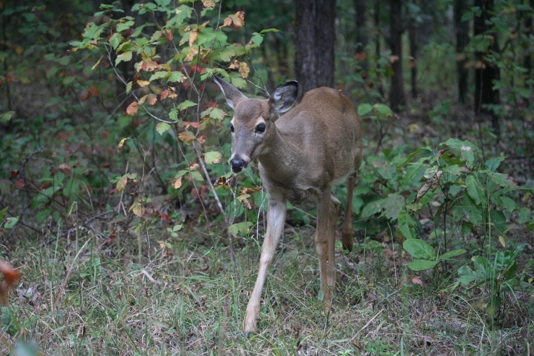 a Whitetail deer in the woods