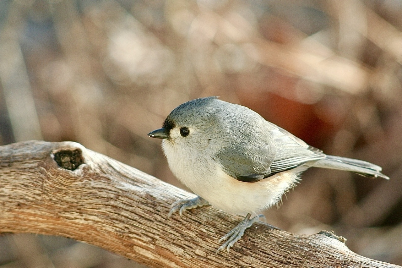 A small gray bird with a creamy white underbelly and black beak perches on a brown branch against a blurred winter landscape￼