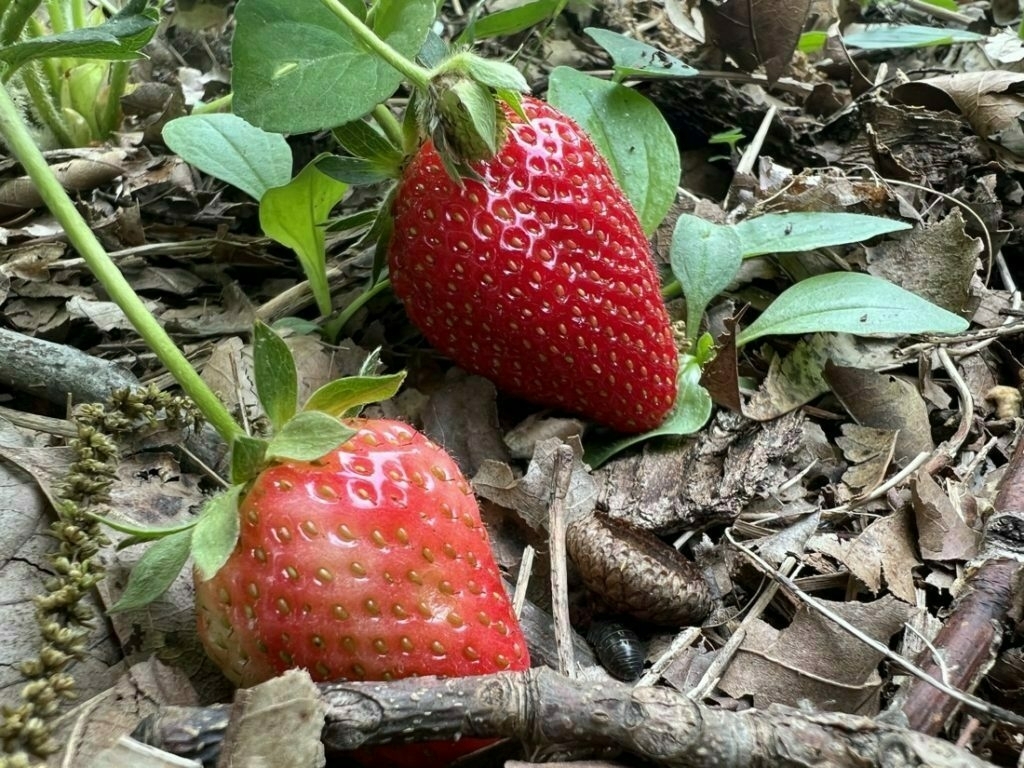 Two strawberries, still attached to a plant and laying on top of brown leaves in a garden bed.