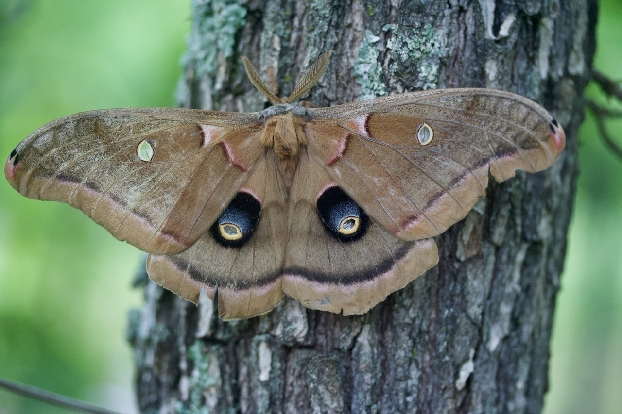the large brown moth is on a tree. The lower wings are marked by prominent and very dark circles that look like eyes