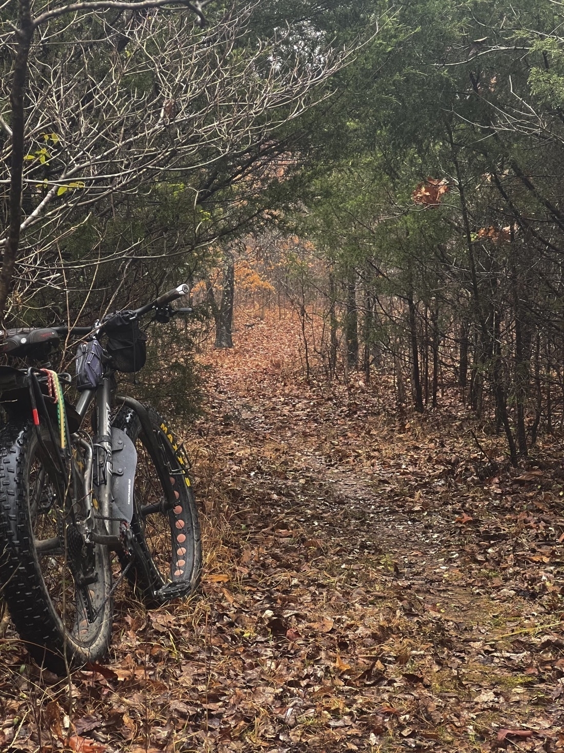 A fat tire bike leans against the tree next to a trail