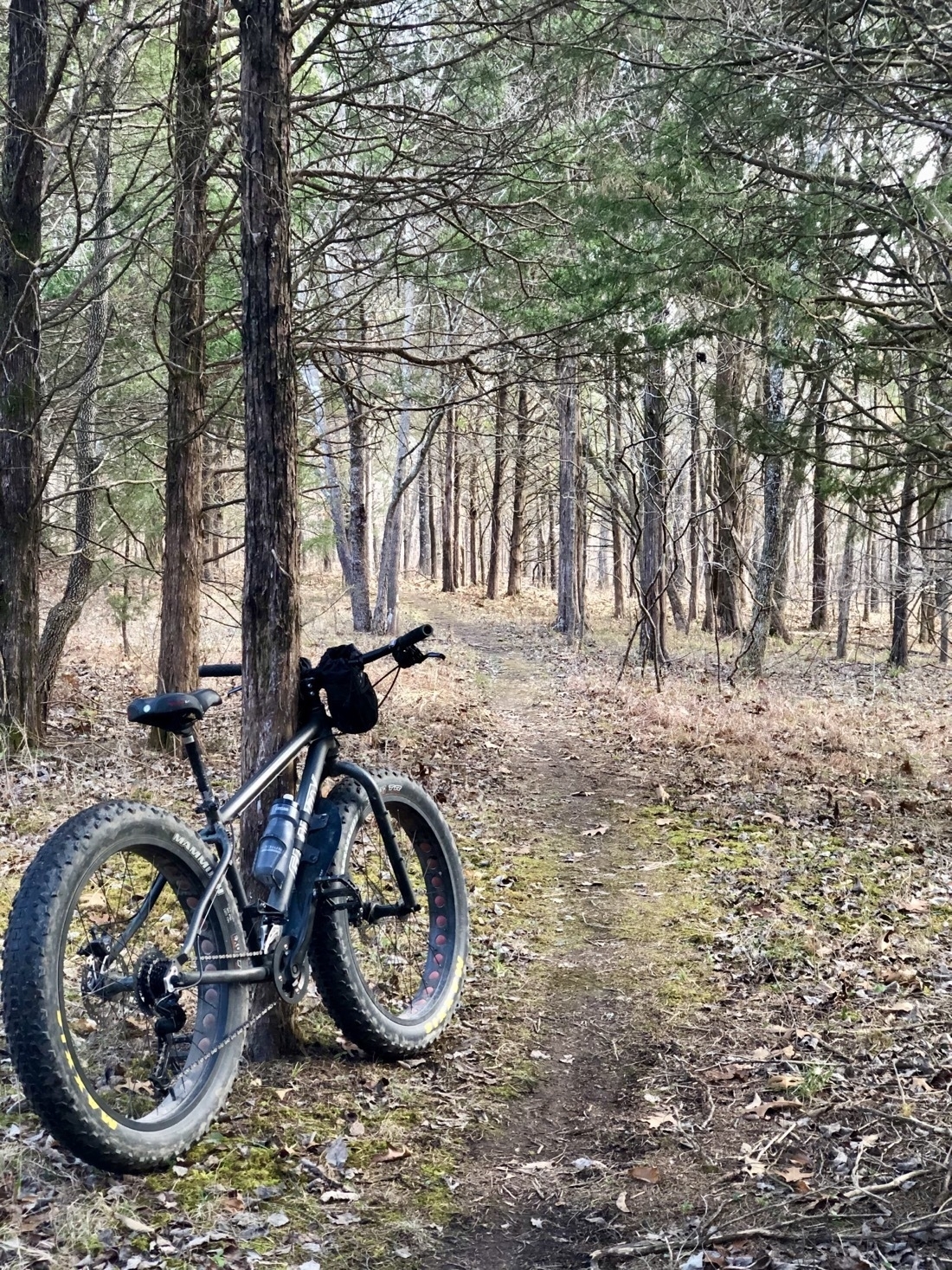 A fat tire bike is leaning against a tree next to a trail