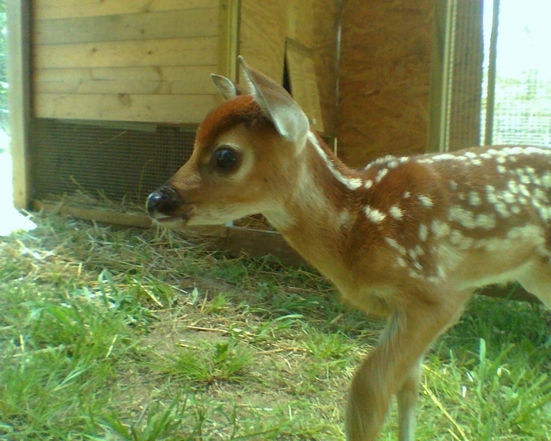A small, spotted deer fawn on grass. In the near background is an undefined wood structuree