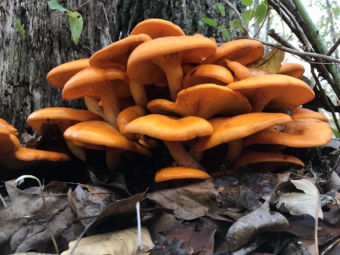 A group of orange, gilled mushrooms growing from the forest floor