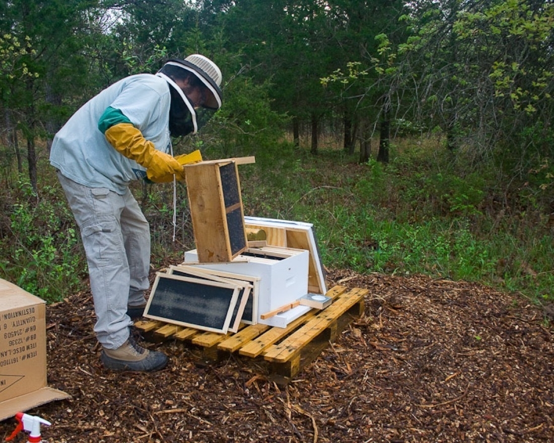 A person in light colored clothes wearing yellow gloves and hat with mesh covering face is working with the frames of a bee hive