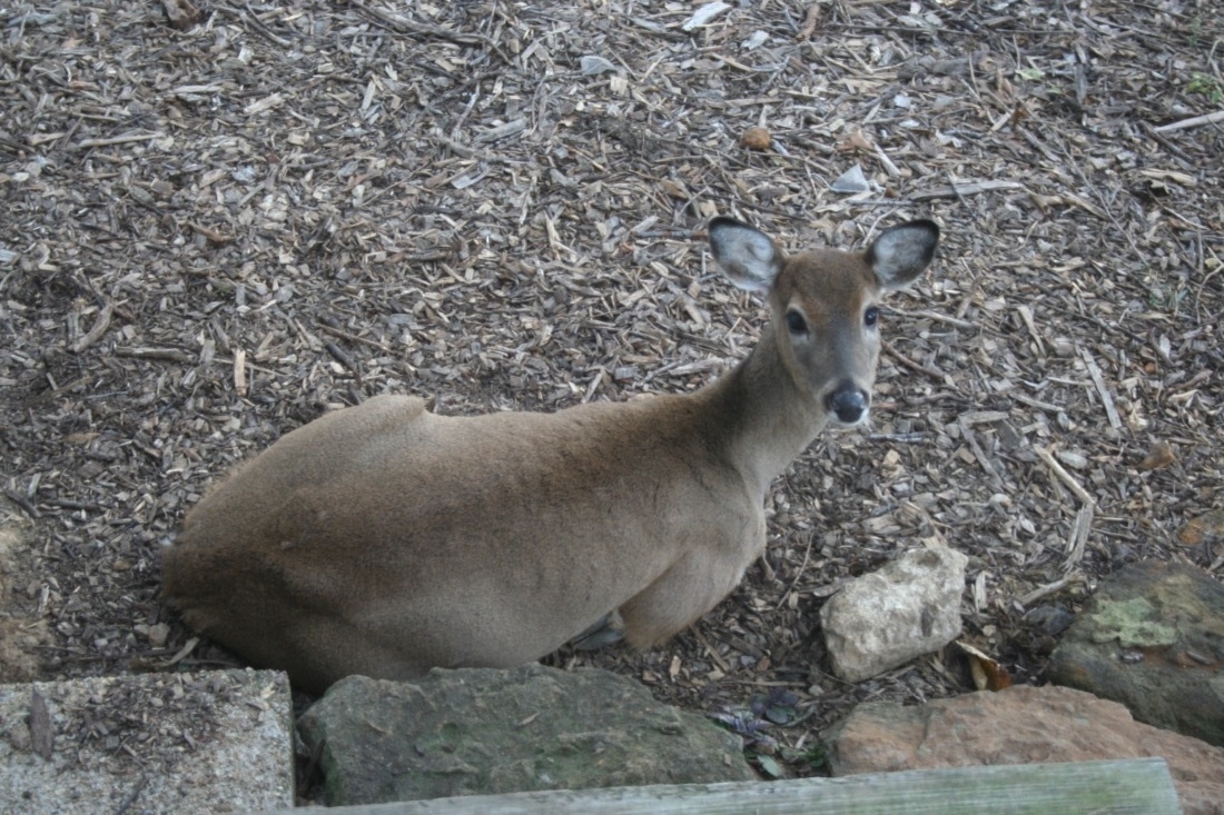 a Whitetail deer laying on the ground and looking up at the camera