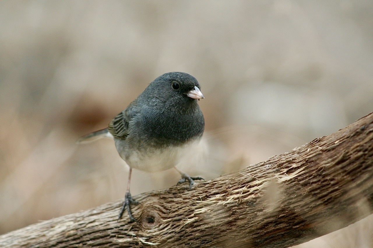 A small dark gray and white bird perched on a branch. The background is a blurred brown winter landscape.