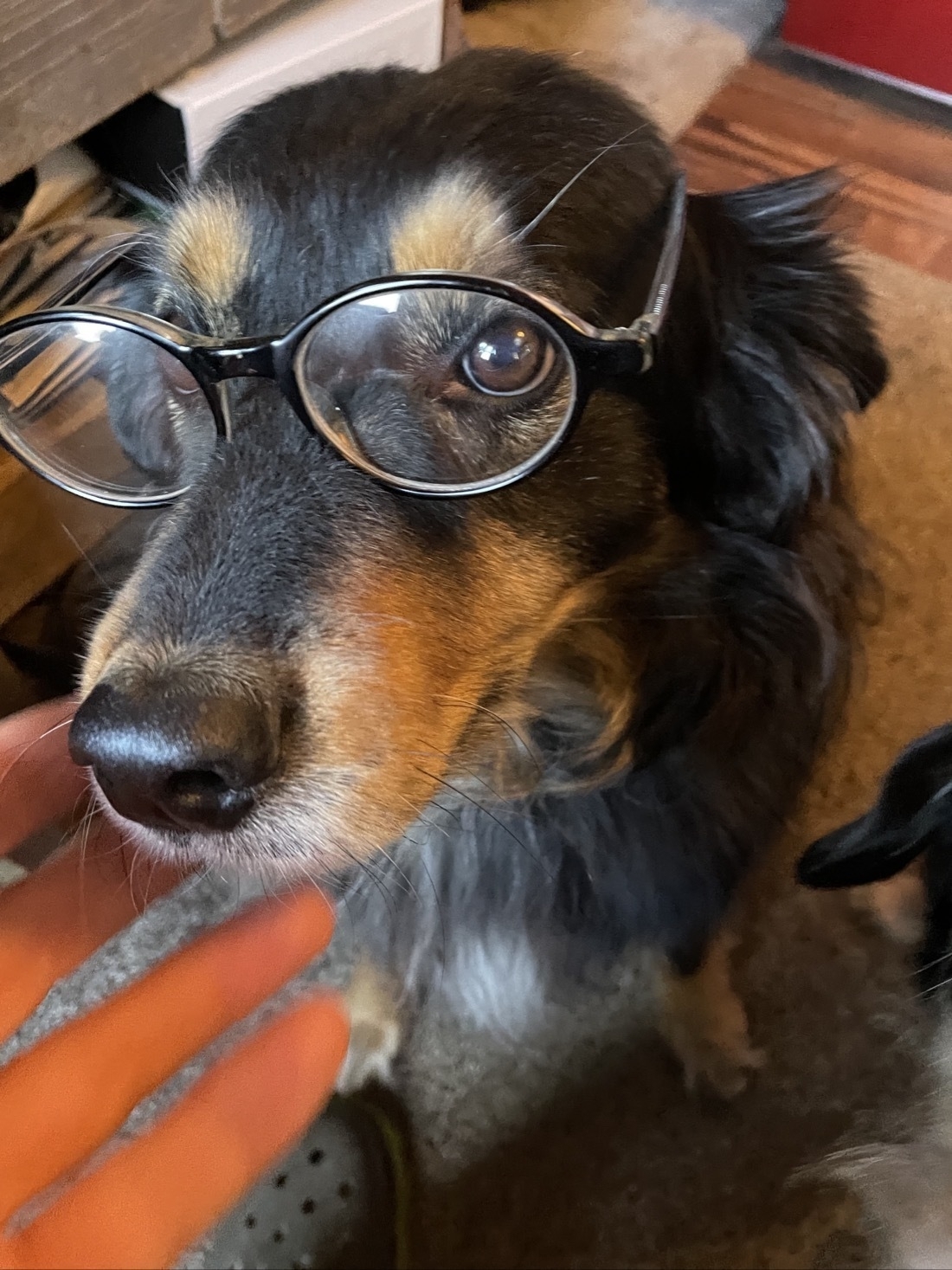 A black haired dog with white, brown nose wears glasses, looking at camera
